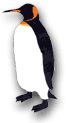 illustration of a king penguin