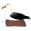 Black Brow Albatross