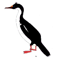King Cormorant