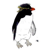 Rock on Penguins
