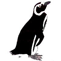 penguins