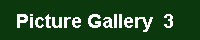 Falkland Birds Picture Gallery