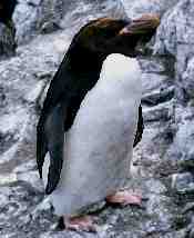 Falkland Islands Macaroni Penguins